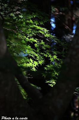 遠州森町蓮華寺・樹間緑陰の椛