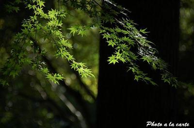 遠州森町蓮華寺・樹間緑陰の椛B