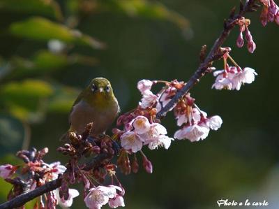 春静岡駿府公園・寒桜にてこちらを伺うメジロ