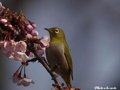 春静岡駿府公園・寒桜にメジロのお澄まし^^
