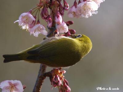 春静岡駿府公園・寒桜の蜜を吸うメジロC
