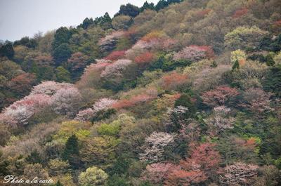 山桜の華やぎ